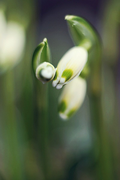 Фотографія *** / xlight / photographers.ua