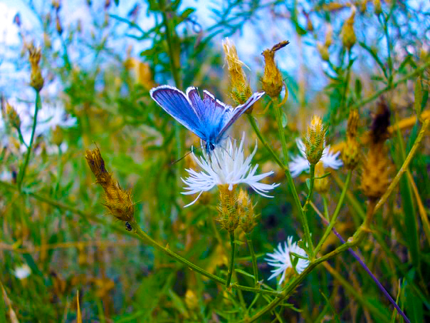 Фотографія Colorful butterfly.. / Jey 7 / photographers.ua