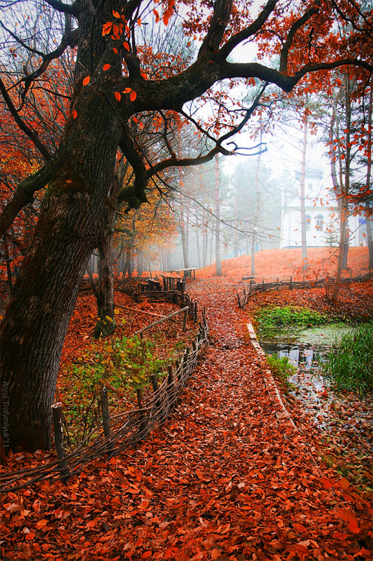 Фотографія Autumn dream / Anna Trofymlyuk / photographers.ua