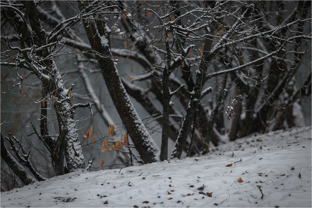 Фотографія деликатность первого снега / Stas_Muhin / photographers.ua