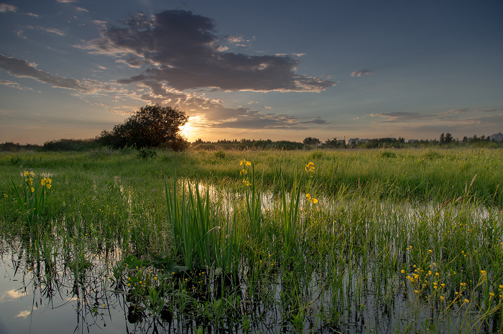 Фотографія дикие ирисы / Stas_Muhin / photographers.ua