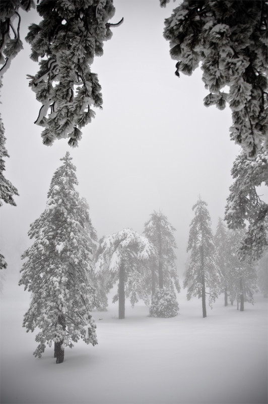 Фотографія Ёллочки в тумане и в снегу / CGS / photographers.ua