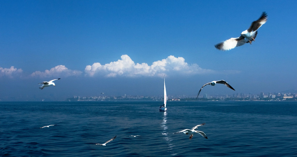 Фотографія Панорама Стамбула украшеная чайками и одиноким парусом / Tin Zabo / photographers.ua