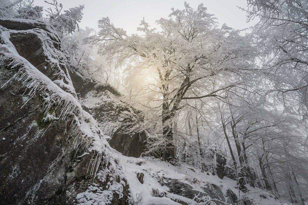 Фотографія Склянний ліс зустрівся з сонцем / Erzsebet / photographers.ua
