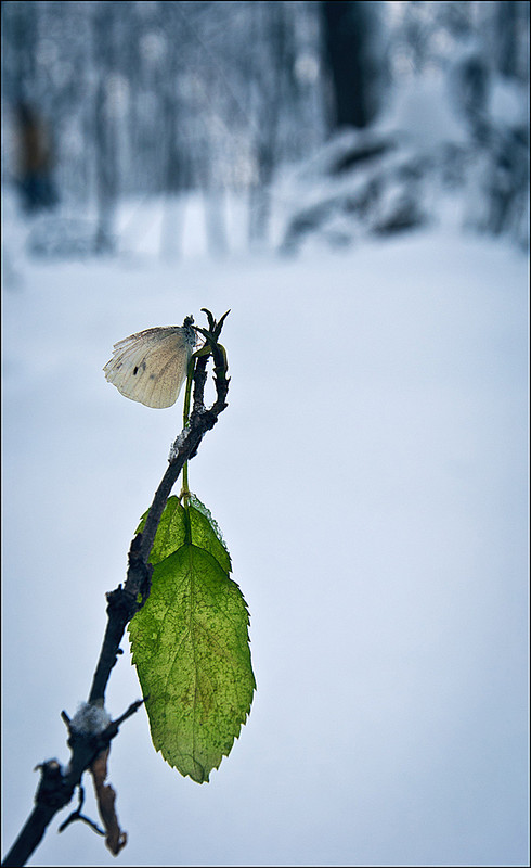 Фотографія Ледниковый период - 2 / Vladimir Shcherbyna / photographers.ua