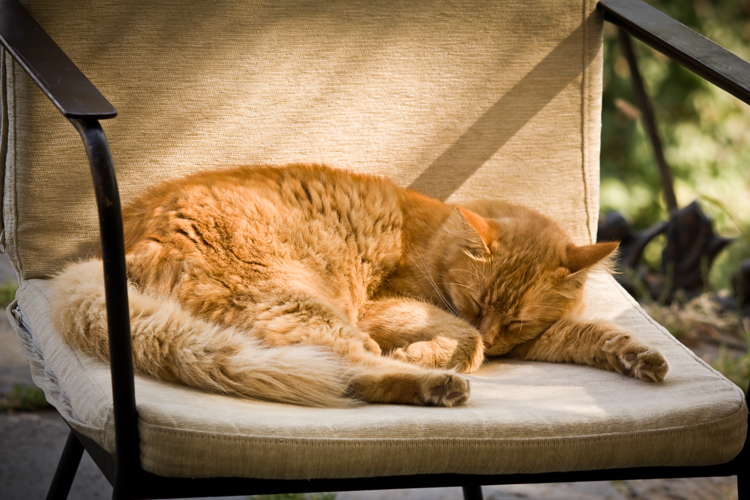 Фотографія Осенний котэ / Mira / photographers.ua