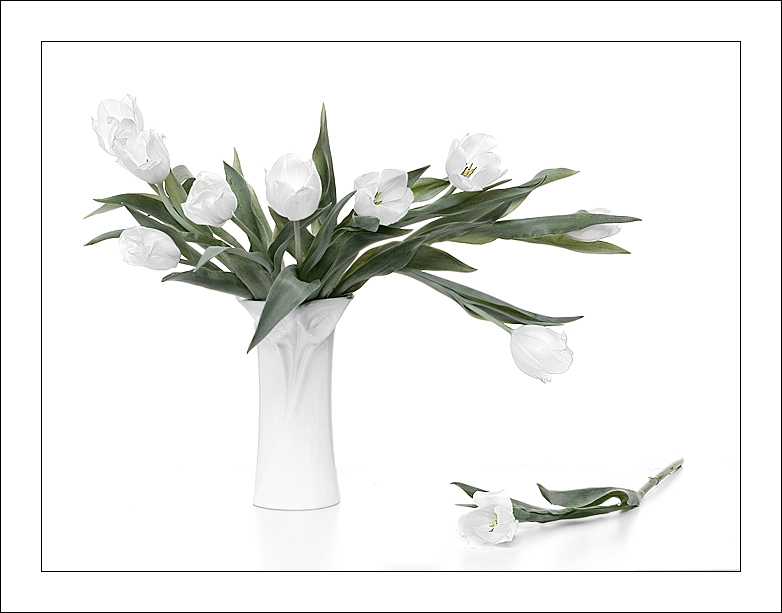 Фотографія Про тюльпаны белые... / Oksana Neukam / photographers.ua