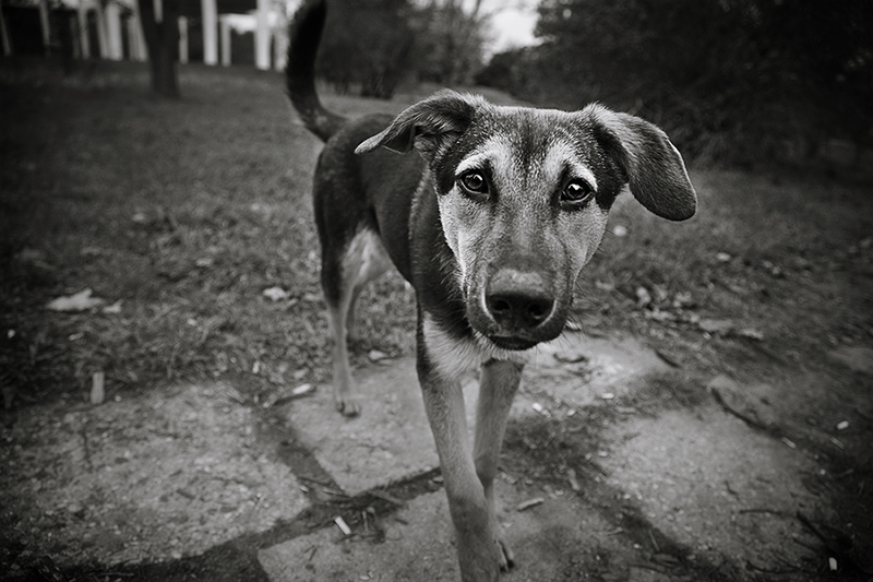 Фотографія * * * / Игорь Романов / photographers.ua