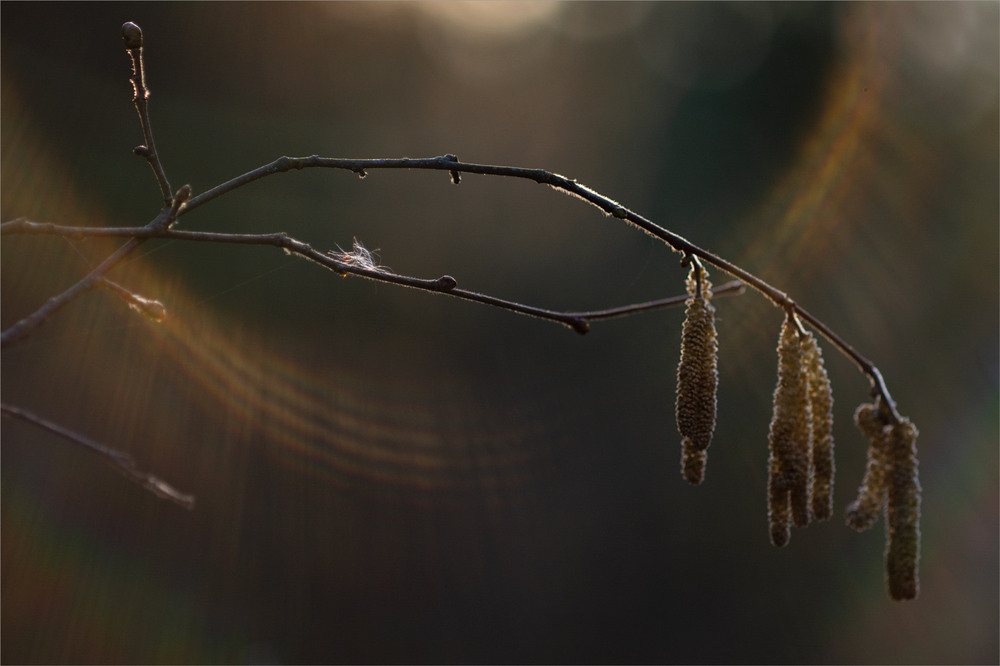 Фотографія *** / Микола Шахманцір / photographers.ua