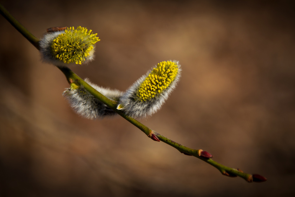 Фотографія *** / Микола Шахманцір / photographers.ua