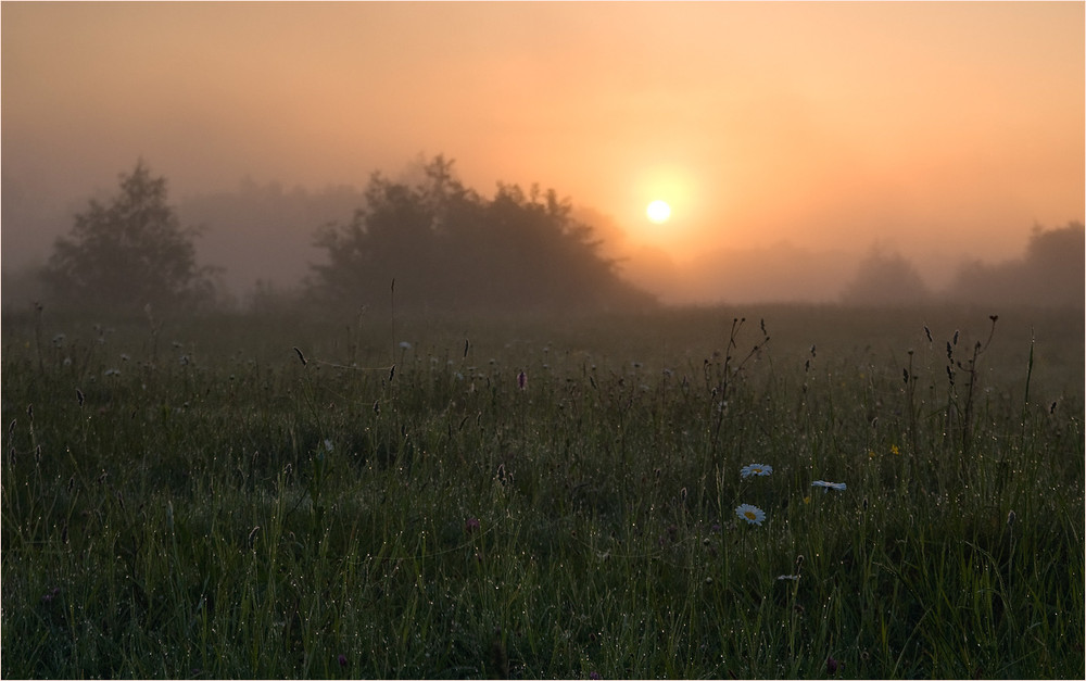 Фотографія купалось сонце в росяних туманах... / Микола Шахманцір / photographers.ua