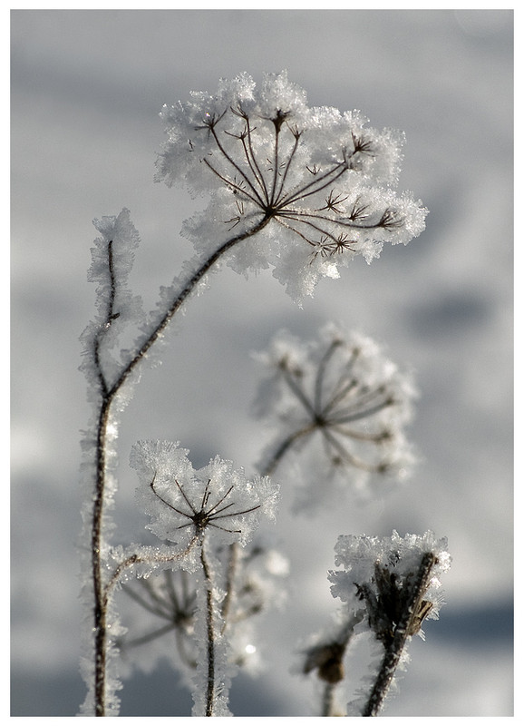 Фотографія квіти зими / Микола Шахманцір / photographers.ua