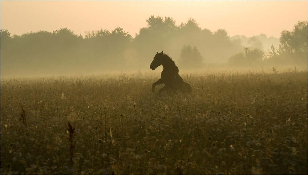 Фотографія ..на світанку про конячку.. / Микола Шахманцір / photographers.ua