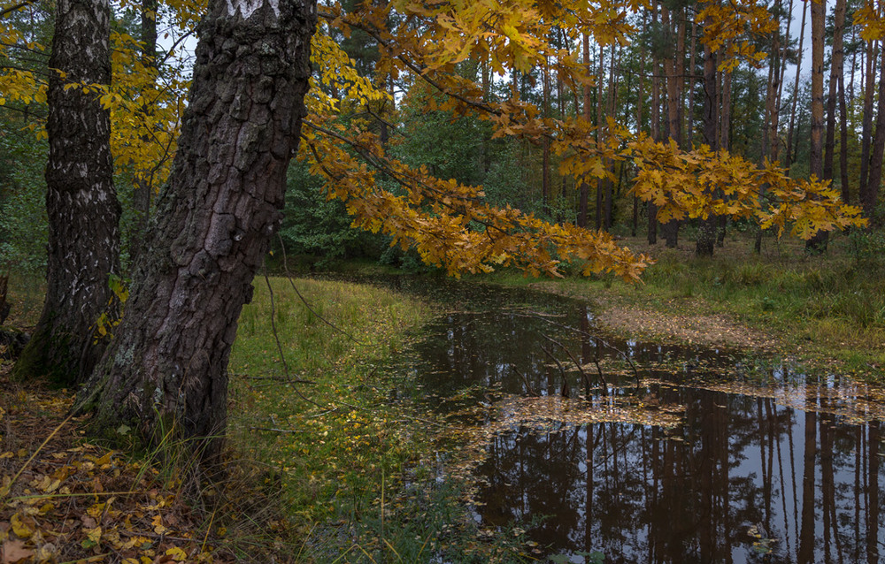 Фотографія золото осені... / Микола Шахманцір / photographers.ua