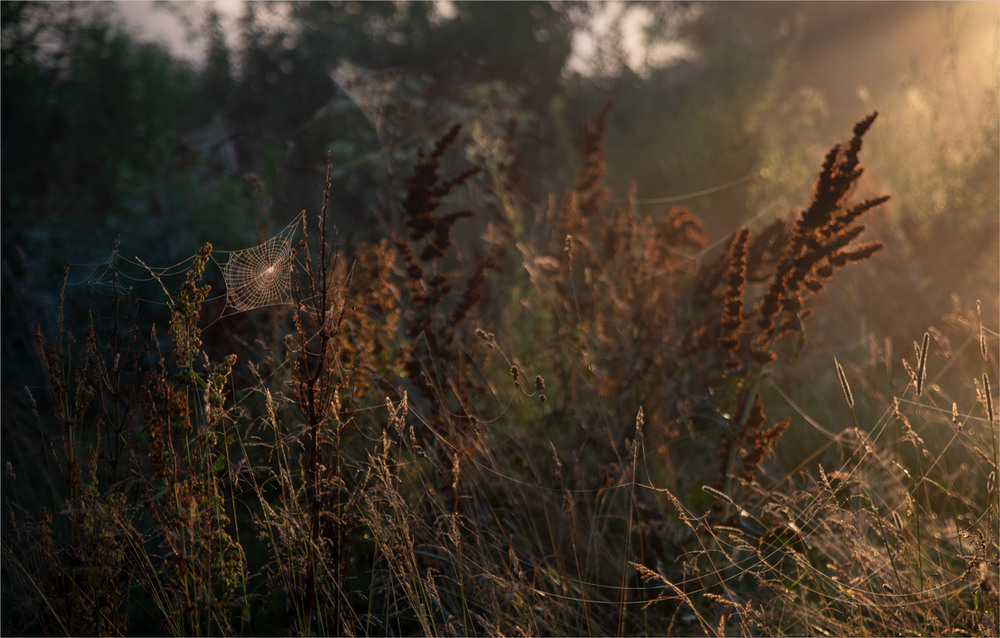 Фотографія *** / Микола Шахманцір / photographers.ua