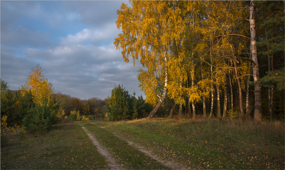 Фотографія золота осінь в  Сергіївці / Микола Шахманцір / photographers.ua