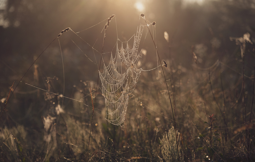 Фотографія ... / Микола Шахманцір / photographers.ua