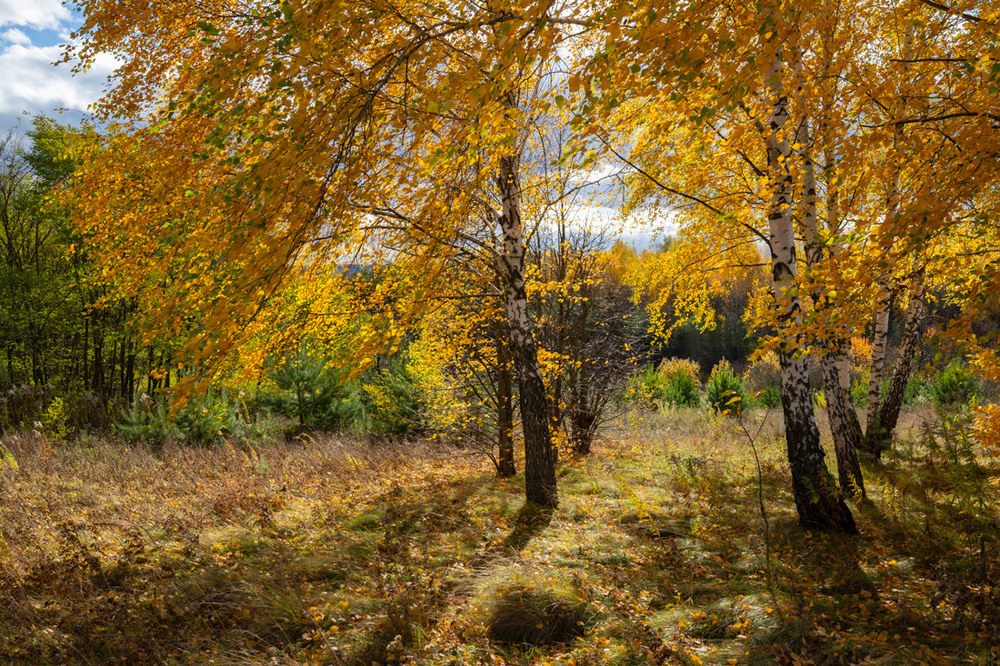 Фотографія в золоті ...v.2 / Микола Шахманцір / photographers.ua