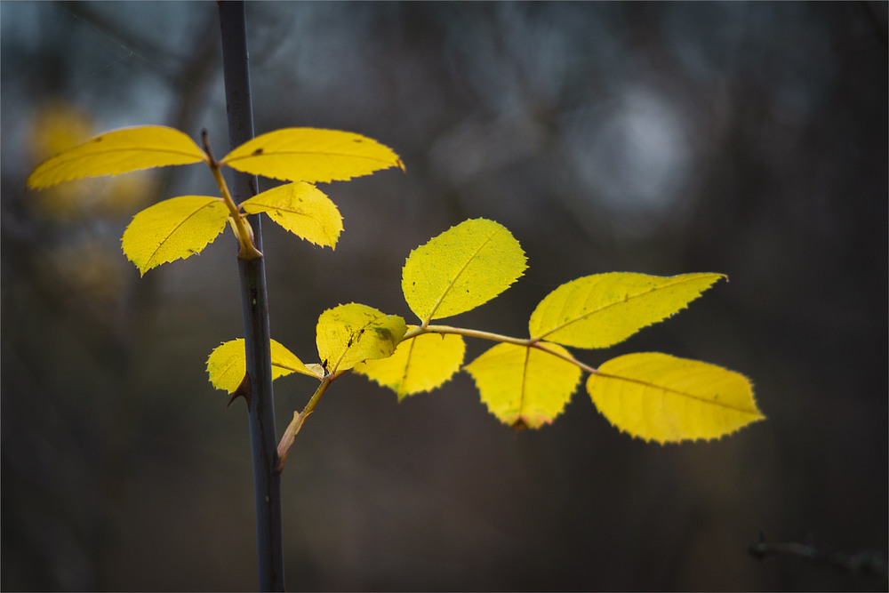 Фотографія ... / Микола Шахманцір / photographers.ua