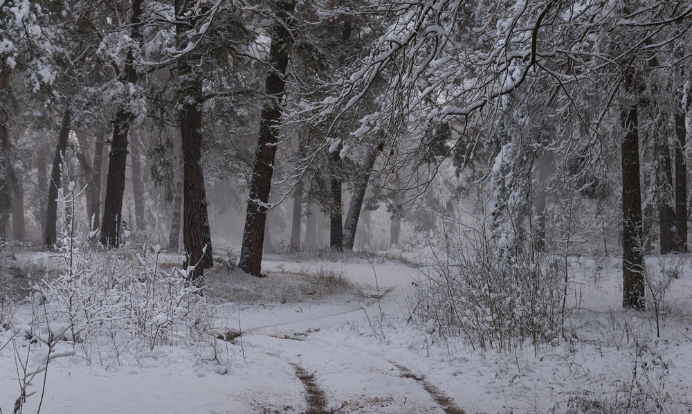 Фотографія перший сніг / Микола Шахманцір / photographers.ua