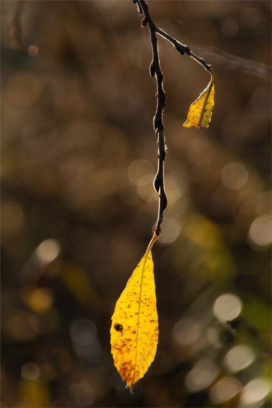 Фотографія ... / Микола Шахманцір / photographers.ua