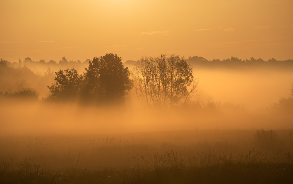 Фотографія ті що тонуть в туманах... / Микола Шахманцір / photographers.ua