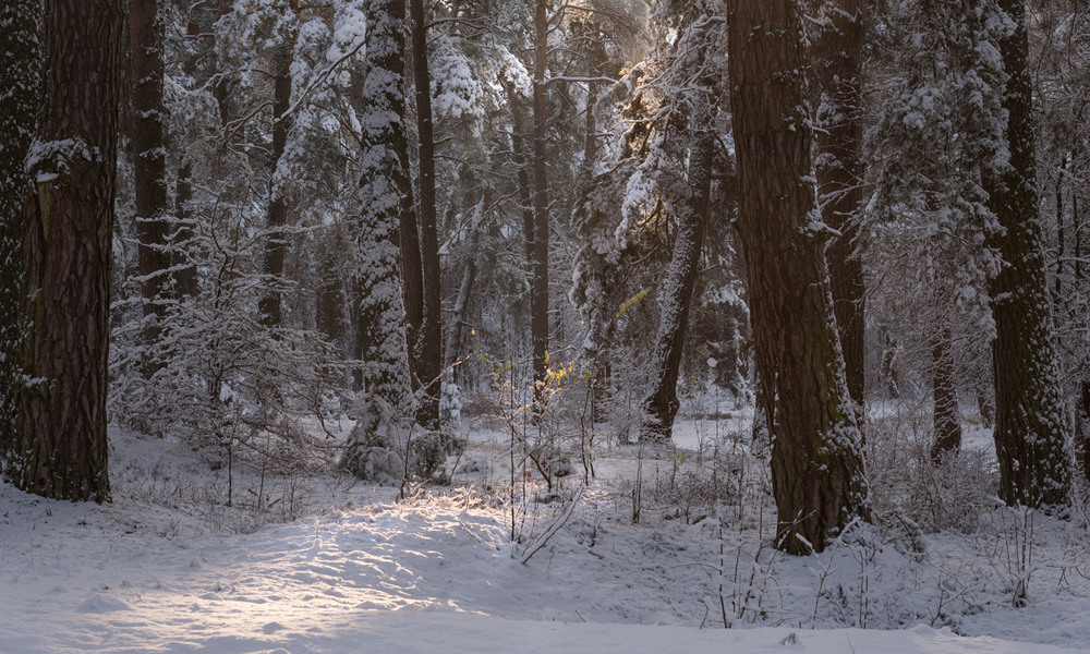 Фотографія перший сніг / Микола Шахманцір / photographers.ua