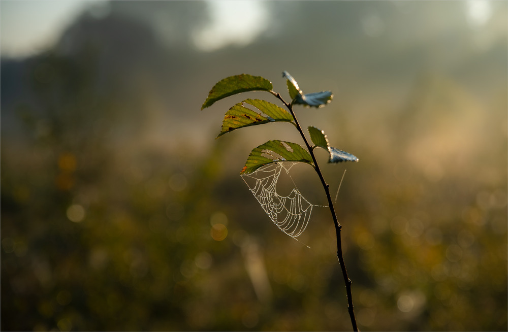 Фотографія о с і н ь / Микола Шахманцір / photographers.ua