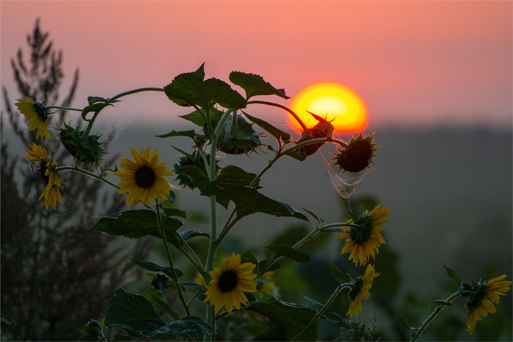 Фотографія сонце і сонях... / Микола Шахманцір / photographers.ua