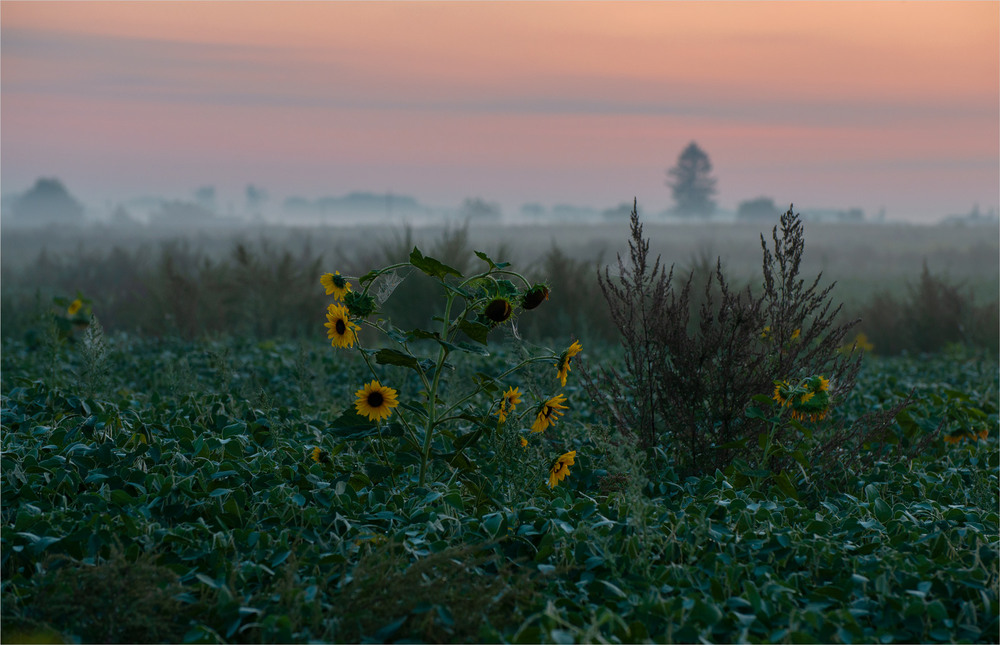 Фотографія .... / Микола Шахманцір / photographers.ua