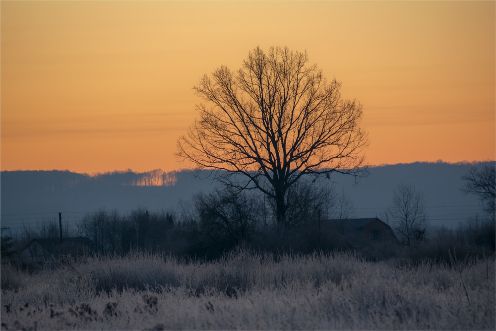 Фотографія старий дуб / Микола Шахманцір / photographers.ua