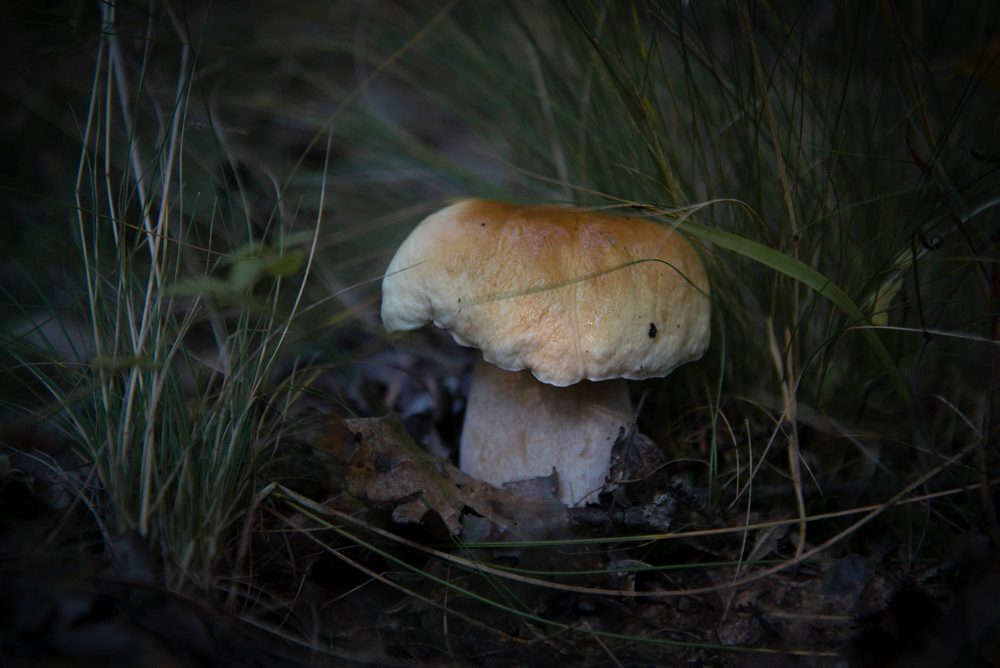 Фотографія ...біля річечки  Бобер / Микола Шахманцір / photographers.ua