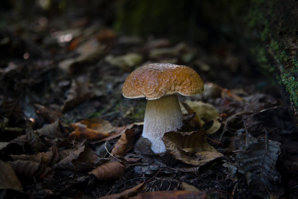 Фотографія ... / Микола Шахманцір / photographers.ua