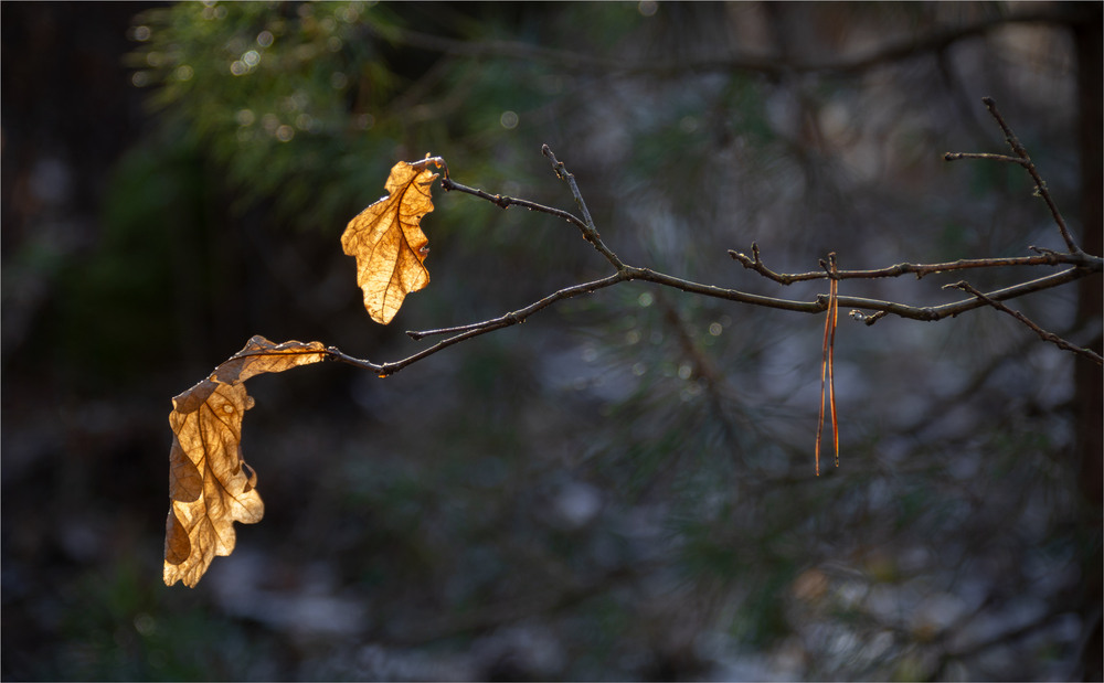 Фотографія *** / Микола Шахманцір / photographers.ua