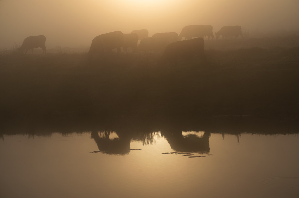 Фотографія на випасі... / Микола Шахманцір / photographers.ua