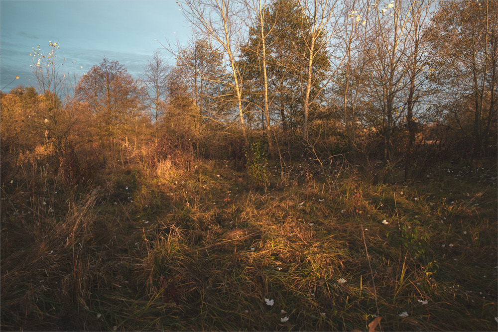 Фотографія * * * / Микола Шахманцір / photographers.ua