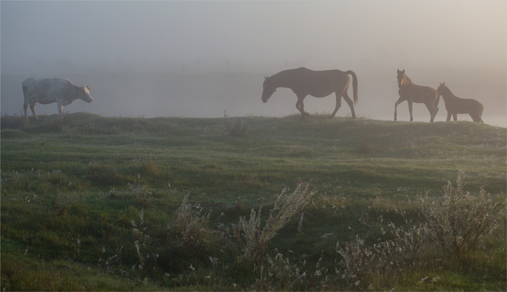 Фотографія світанкова історія / Микола Шахманцір / photographers.ua