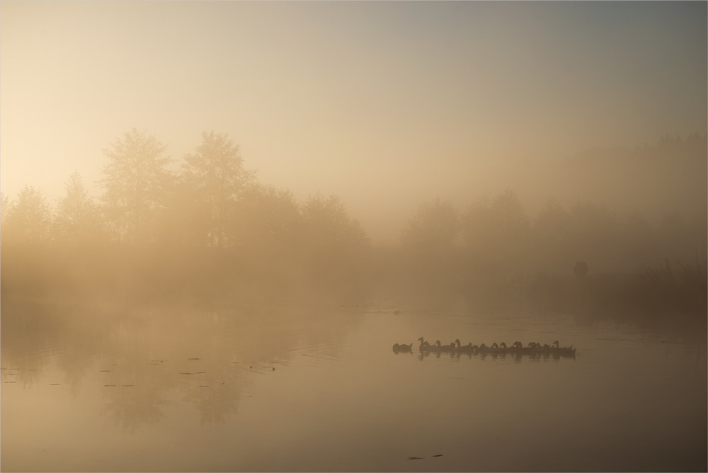 Фотографія світанкова прогулянка... / Микола Шахманцір / photographers.ua