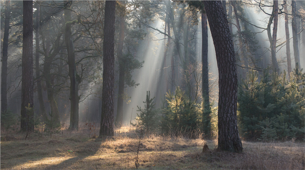 Фотографія зранку в лісі / Микола Шахманцір / photographers.ua