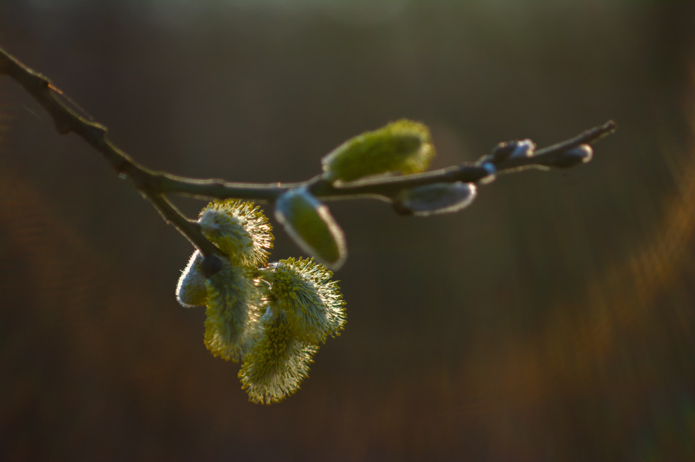 Фотографія *** / Микола Шахманцір / photographers.ua