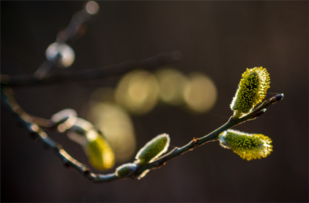 Фотографія *** / Микола Шахманцір / photographers.ua