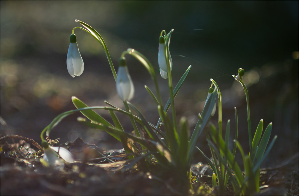 Фотографія *** / Микола Шахманцір / photographers.ua