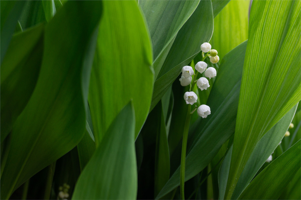Фотографія ***** / Микола Шахманцір / photographers.ua