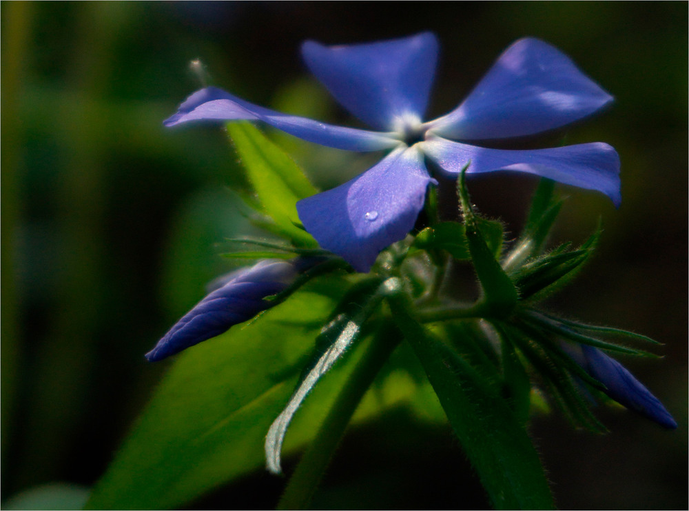 Фотографія *** / Микола Шахманцір / photographers.ua