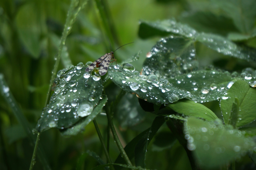 Фотографія *** / Микола Шахманцір / photographers.ua