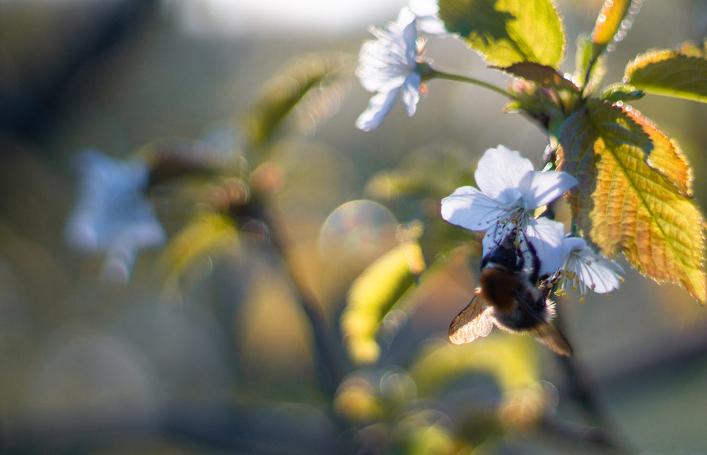 Фотографія *** / Микола Шахманцір / photographers.ua