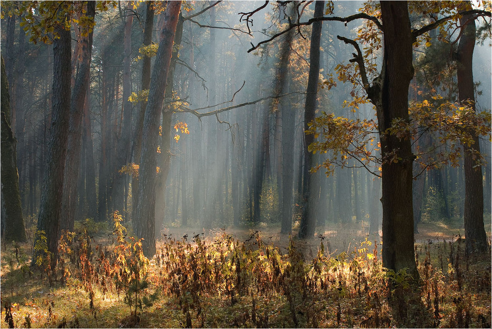 Фотографія в осеннем лесу / Микола Шахманцір / photographers.ua