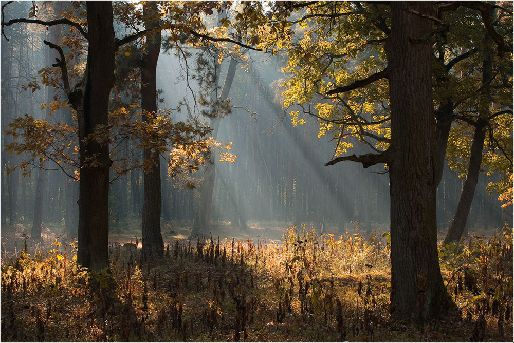 Утро В Осеннем Лесу Фото