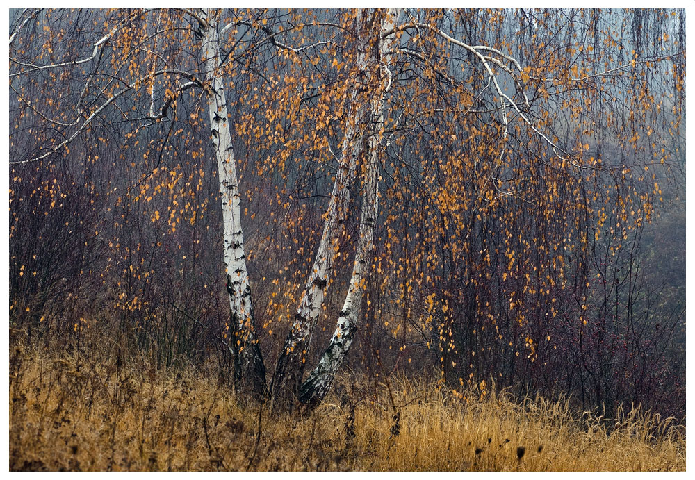 Фотографія -осінь- / Микола Шахманцір / photographers.ua