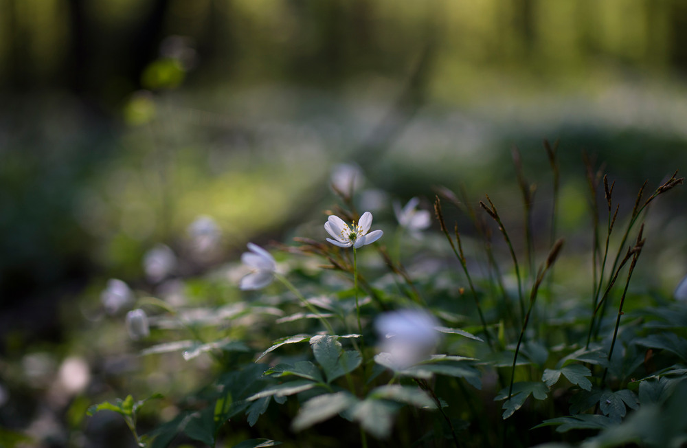 Фотографія *** / Микола Шахманцір / photographers.ua